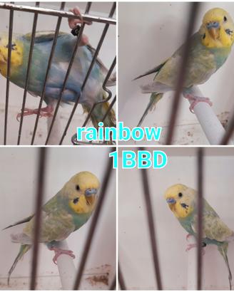 Cocorite rainbow