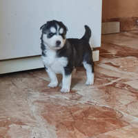 Cuccioli husky