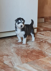 Cuccioli husky