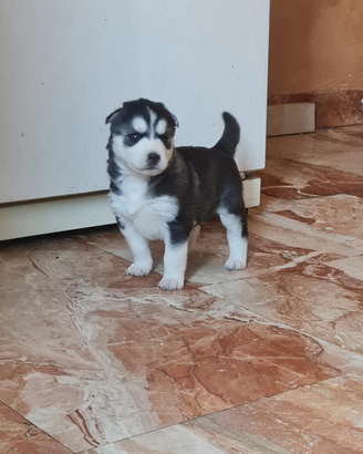 Cuccioli husky