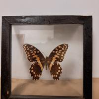 TECA IN VETRO PER FARFALLA ESOTICA