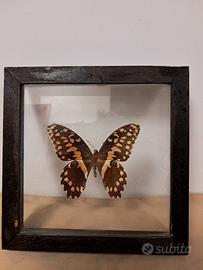 TECA IN VETRO PER FARFALLA ESOTICA