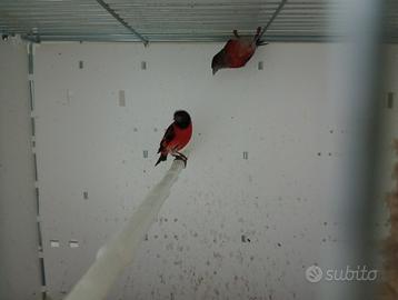 Cardinalini del venezuela