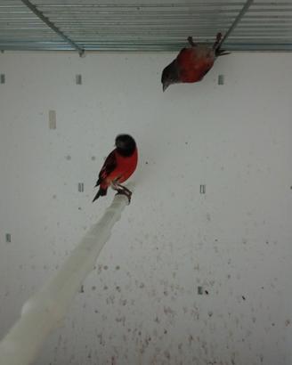 Cardinalini del venezuela