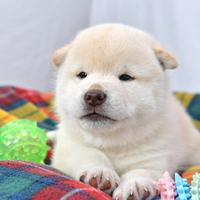 Shiba inu