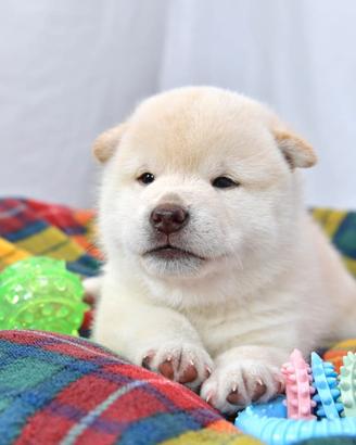 Shiba inu