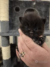 Cuccioli di gatto persiano