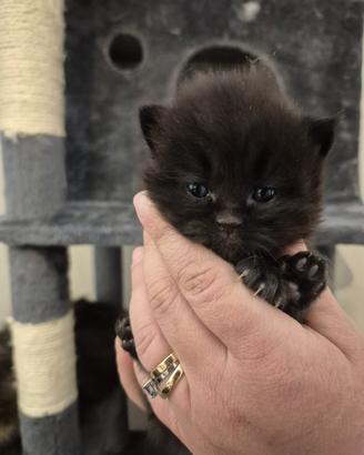 Cuccioli di gatto persiano