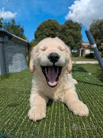 Gastone Cucciolo di Golden Retriever