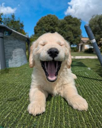 Gastone Cucciolo di Golden Retriever