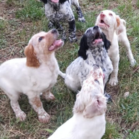 Disponibile cuccioli Setter Inglesi