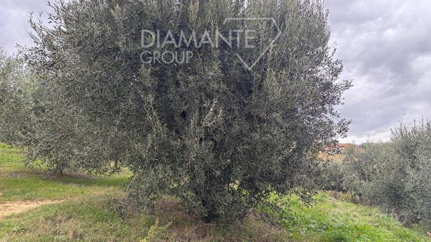 Terreno agricolo irriguo con vigneto e cantina