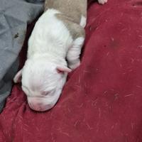 Cane pitbull terrier