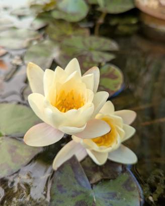 piante acquatiche e palustri 