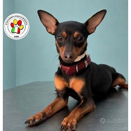 HAGGY giovanissimo Pinscher