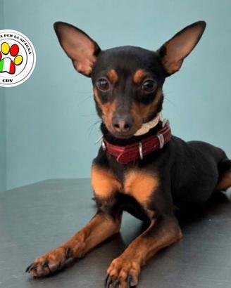 HAGGY giovanissimo Pinscher