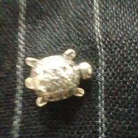 Sharm tartaruga pandora