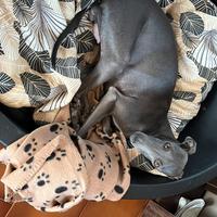 Cuccioli di Piccolo Levriero Italiano nati l'11/01