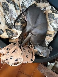 Cuccioli di Piccolo Levriero Italiano nati l'11/01