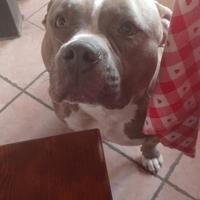 American bully standard monta