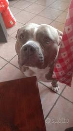 American bully standard monta