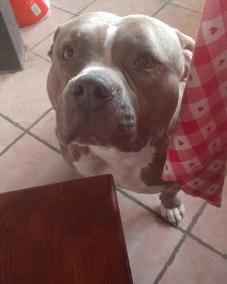 American bully standard monta