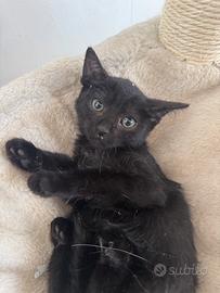 Gatto nero