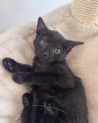 Gatto nero