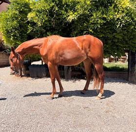 Puledra appaloosa x quarter