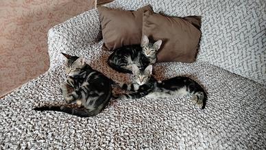 Gattine aspettano una famiglia