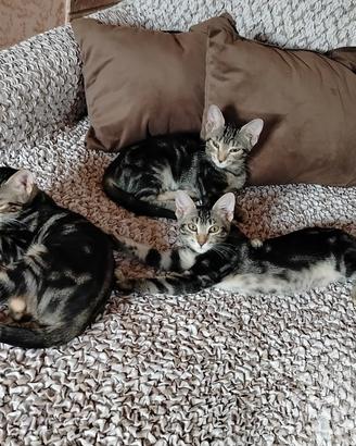 Gattine aspettano una famiglia