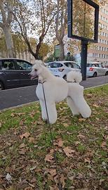 Cuccioli Barbone Grande Mole peedigre