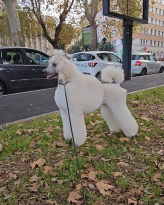 Cuccioli Barbone Grande Mole peedigre