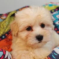 Maltipoo cuccioli maschi coreani