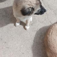 Incrocio pastore tedesco e pastore maremmano