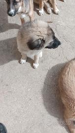 Incrocio pastore tedesco e pastore maremmano