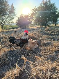 galli e galline