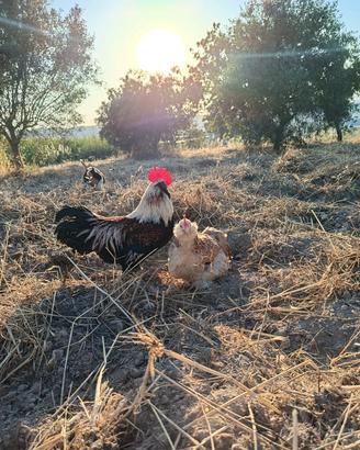 galli e galline
