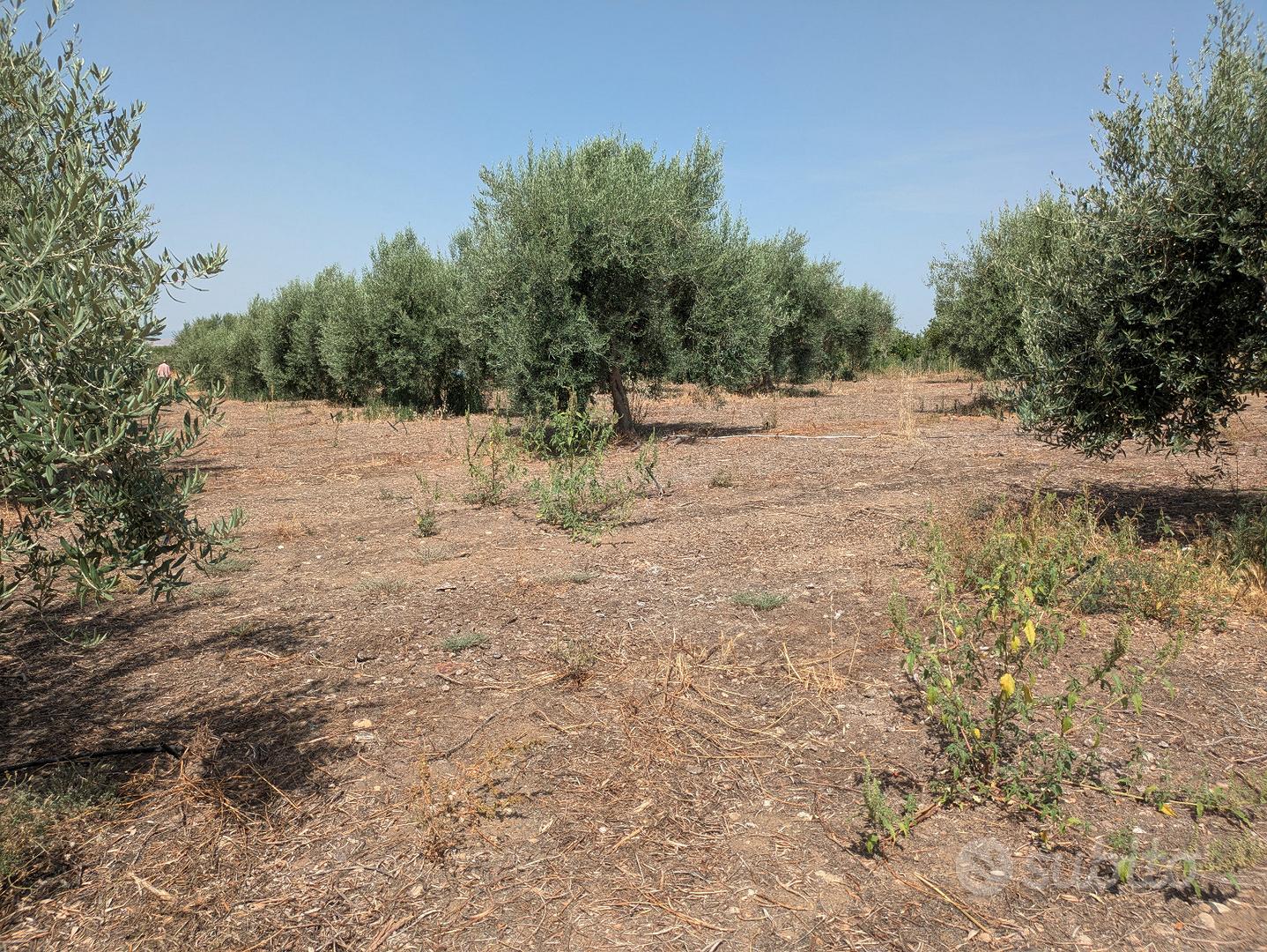 Terreno agricolo mq 7500 Belpasso rif 05 - Vista 4