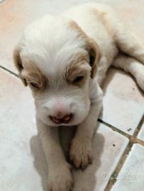 Setter Inglese