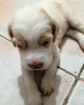 Setter Inglese