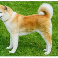 Akita inu