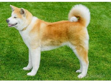 Akita inu