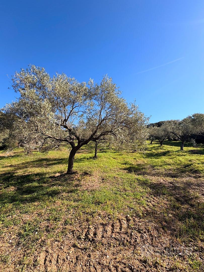 Terreno con uliveto a su piroi - Gergei - View 4