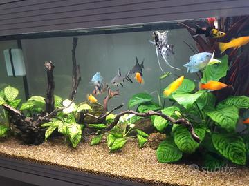 Acquario Askoll