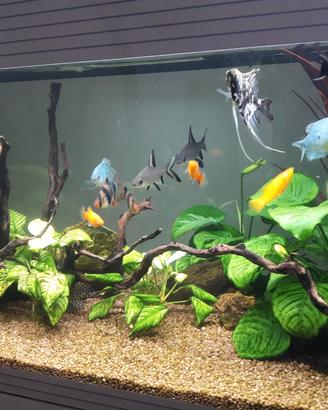 Acquario Askoll