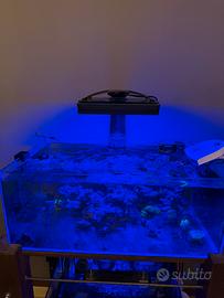 Acquario marino