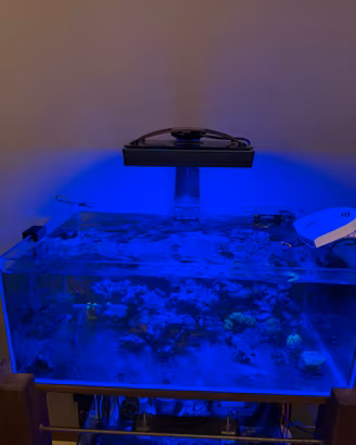 Acquario marino
