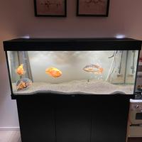 Acquario juwel 240 l