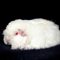 Cavie porcellini d'india